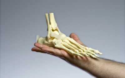 The Sesamoid Bone