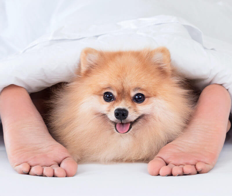 Hair of the dog that bit me! - Consulting Footpain