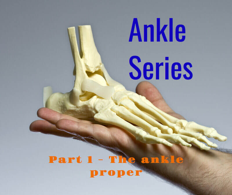 The Ankle and its Role in Walking