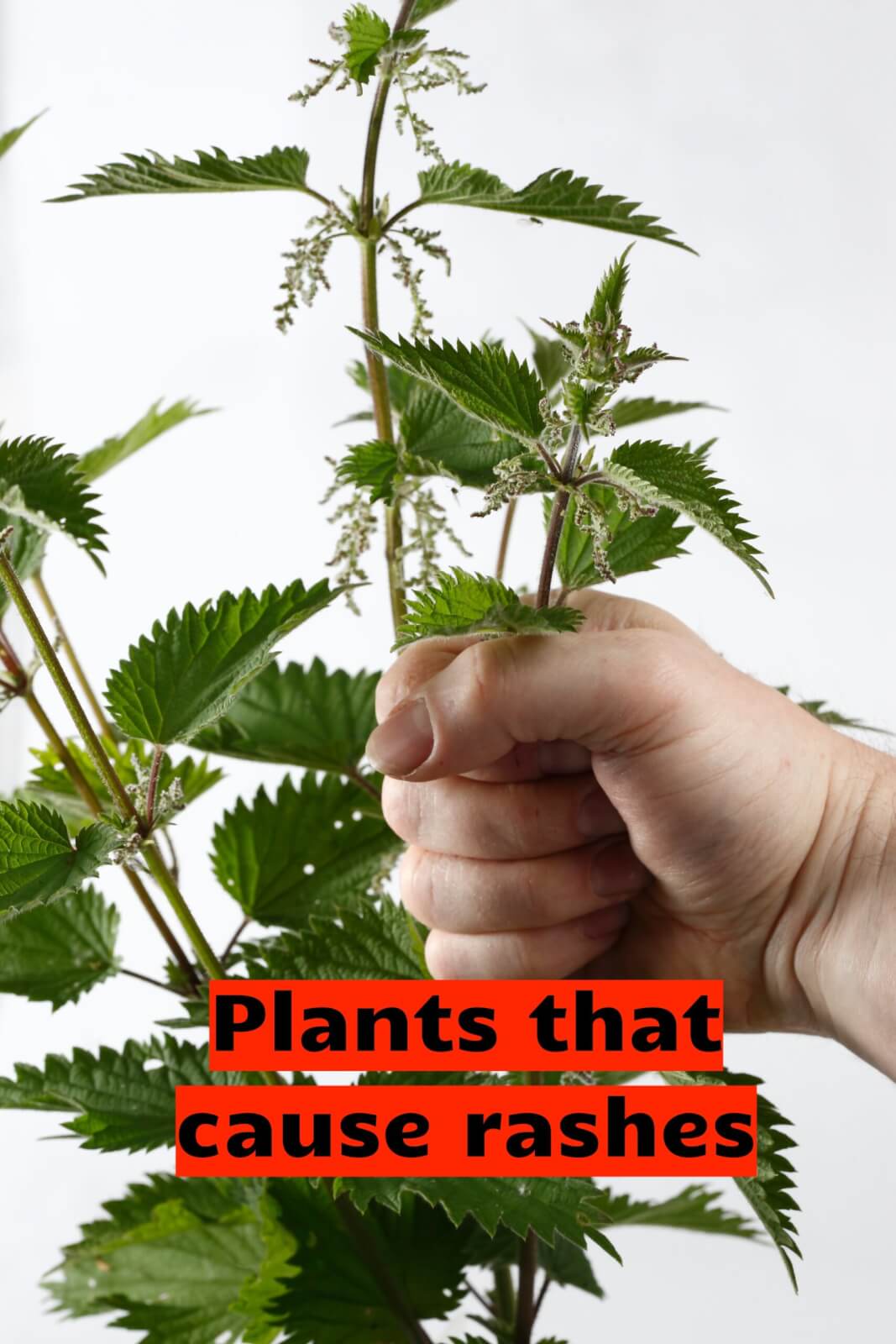 plants that cause allergic reactions